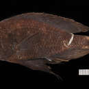 Image of <i>Astatotilapia nubila-like</i>