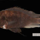 Image of <i>Astatotilapia fattooth</i>