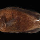 Image of <i>Harpagochromis shovelmouth</i>