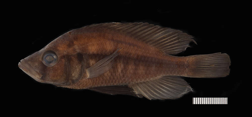 Image of <i>Harpagochromis gold largemouth</i>