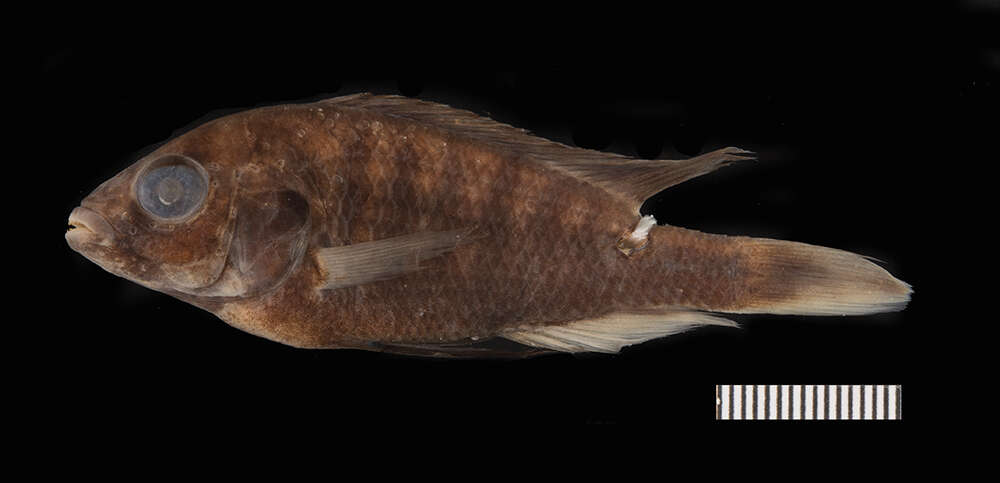 Image of Blue Victoria mouthbrooder