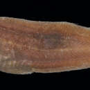 Image of Monomitopus agassizii (Goode & Bean 1896)