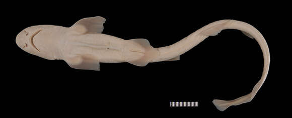 Image of Narrowtail Catshark