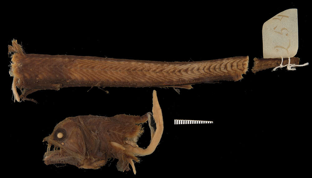 صورة Chauliodus dentatus Garman 1899