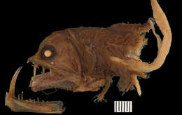 صورة Chauliodus dentatus Garman 1899