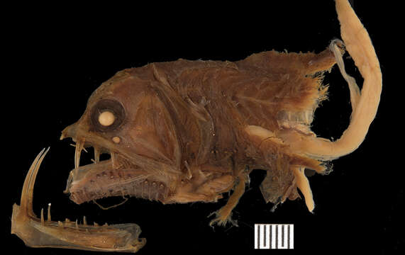 Image of Chauliodus dentatus Garman 1899