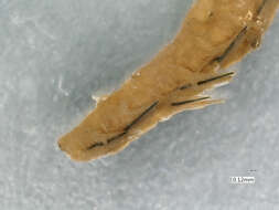 Sivun <i>Dalhousiella hesionides</i> kuva
