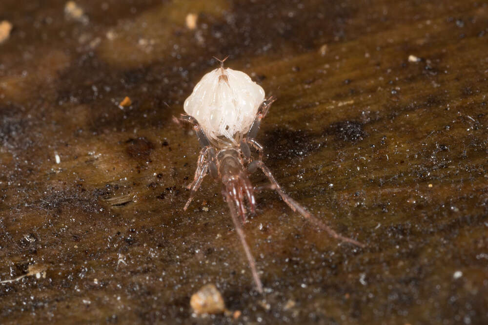 Image of Hansenochrus tobago (Rowland & Reddell 1979)