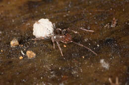 Image of Hansenochrus tobago (Rowland & Reddell 1979)