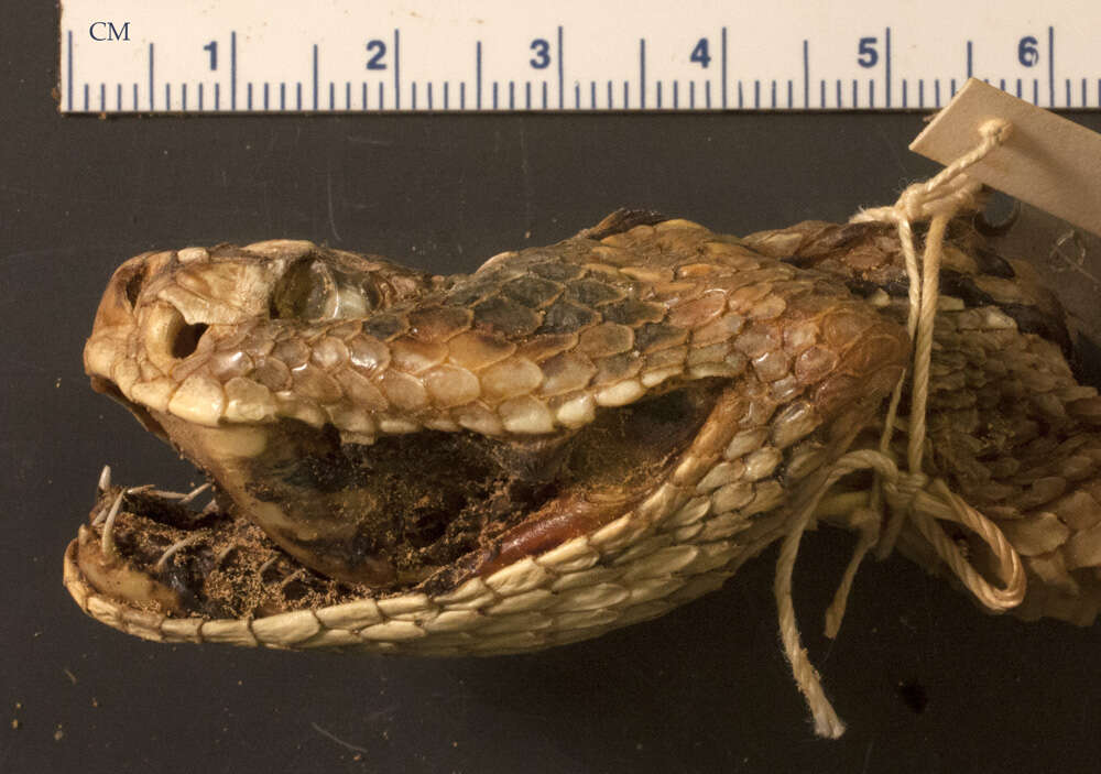 Crotalus culminatus Klauber 1952 resmi