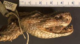 Image of Northwestern Neotropical Rattlesnake