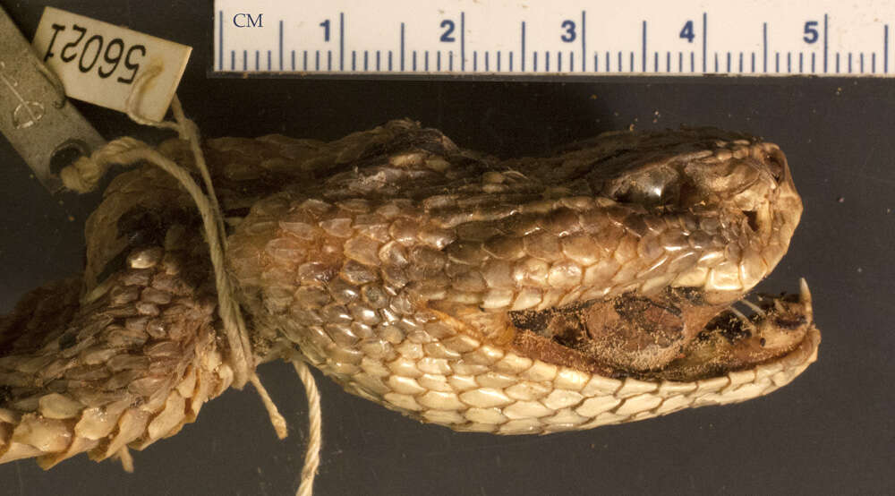 Crotalus culminatus Klauber 1952 resmi