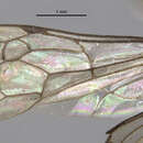 Minagenia clypeata (Banks 1914)的圖片