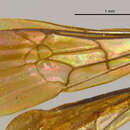 Image of <i>Pompiloides angularis</i>
