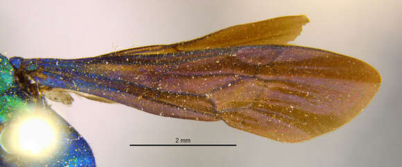 Image of Pompilus pachylopus Kohl 1886