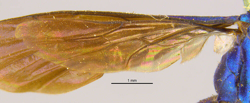 Image of Pompilus pachylopus Kohl 1886