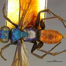 Image of Arachnospila eximia (Herbst 1928)