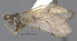 Image of Lomamyia texana (Banks 1897)