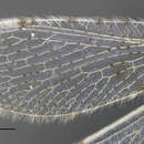 Image of Spermophorella disseminata Tillyard 1916