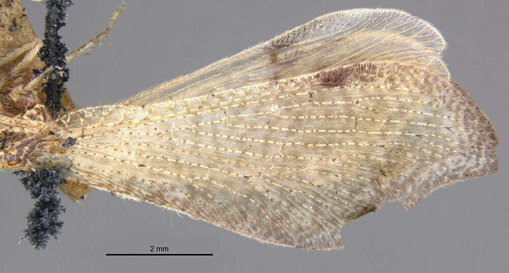 Image of Lomamyia hamata (Walker 1853)