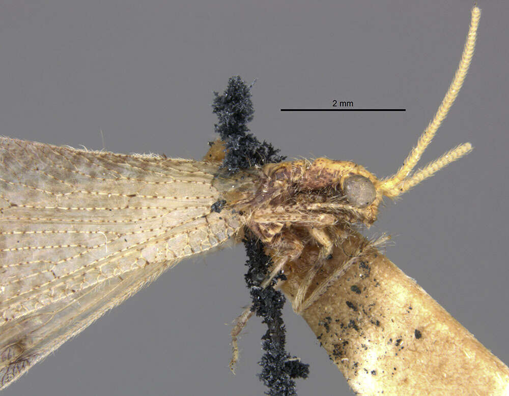 Image of Lomamyia hamata (Walker 1853)