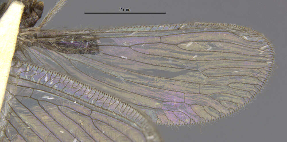 Image of Cyrenoberotha penai MacLeod & Adams 1968