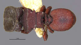 Cephalotes pallidus De Andrade 1999 resmi