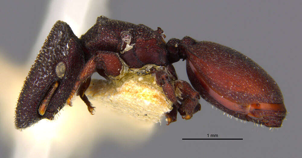 Cephalotes pallidus De Andrade 1999 resmi