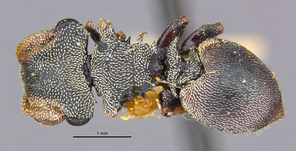 Cephalotes pavonii (Latreille 1809) resmi