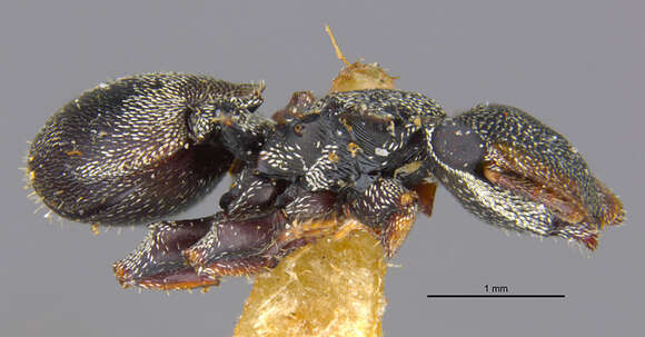 Cephalotes pavonii (Latreille 1809) resmi