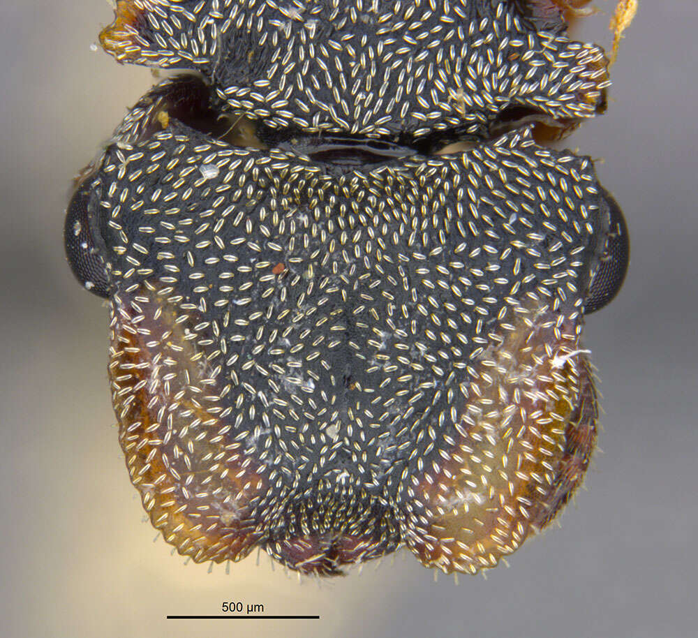 Cephalotes pavonii (Latreille 1809) resmi