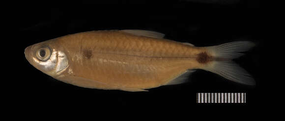 Image of Brycinus comptus (Roberts & Stewart 1976)