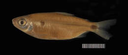 Image of Brycinus comptus (Roberts & Stewart 1976)