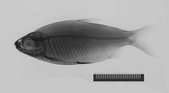 Image of Brycinus comptus (Roberts & Stewart 1976)