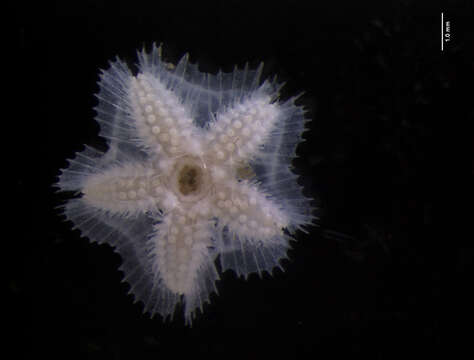 Image of sea stars