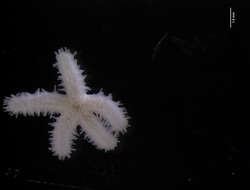 Image of sea stars