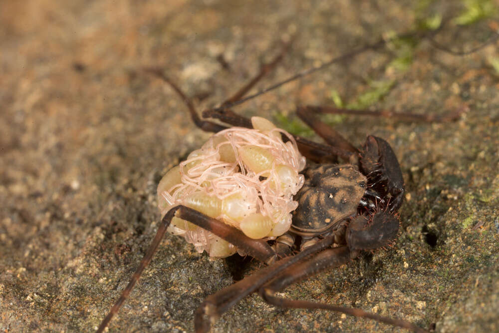 Image of tailless whip scorpions