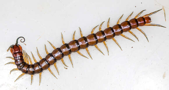 Image of Bark Centipedes