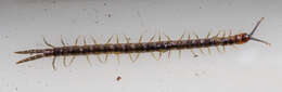 Image of Scolopendridae Leach 1814