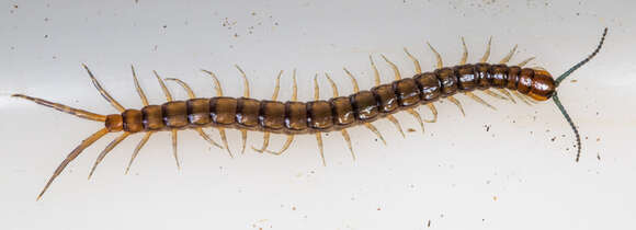 Image of Bark Centipedes