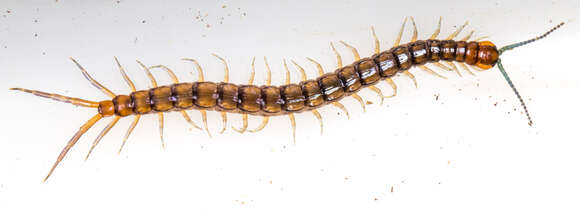 Image of Bark Centipedes