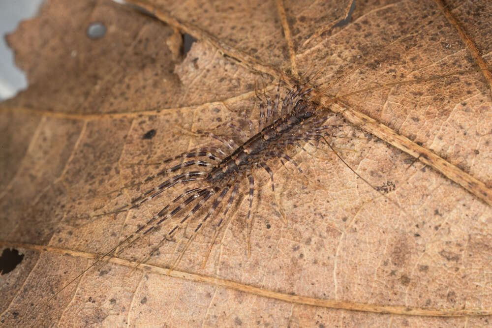 Image of Parascutigera Verhoeff 1904