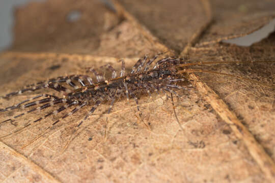 Image of Parascutigera Verhoeff 1904