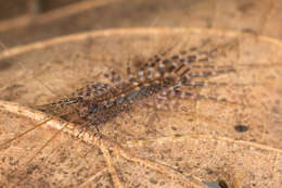 Image of Parascutigera Verhoeff 1904