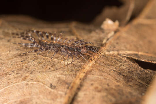 Image of Parascutigera Verhoeff 1904