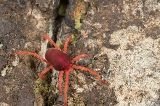 Image of eupodid mites