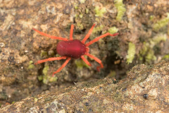 Image of eupodid mites