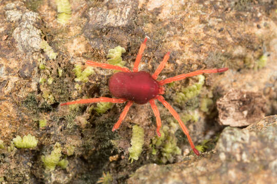 Image of eupodid mites