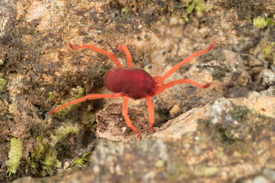 Image of eupodid mites