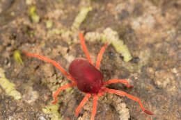 Image of eupodid mites